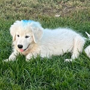 Pax & Marcella Litter 6/24