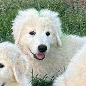 Pax & Marcella Litter 6/24
