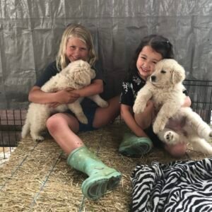 243751974 Inside Our Maremma Puppy Program