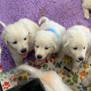 3172046494 Inside Our Maremma Puppy Program