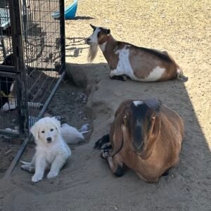882658837 Inside Our Maremma Puppy Program