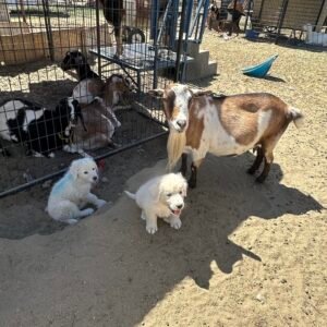 2711373488 Inside Our Maremma Puppy Program