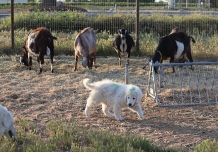 2332631864 Inside Our Maremma Puppy Program