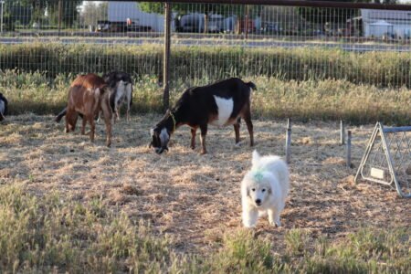 433422402 Inside Our Maremma Puppy Program