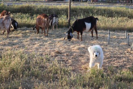 1011367598 Inside Our Maremma Puppy Program