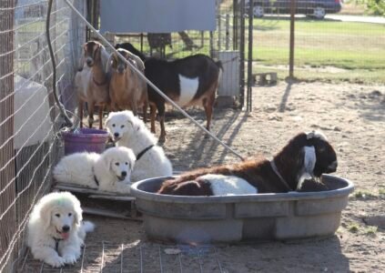 3556497091 Inside Our Maremma Puppy Program