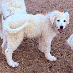 Sevro & Circe Litter 7/24