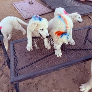 3738684753 Inside Our Maremma Puppy Program