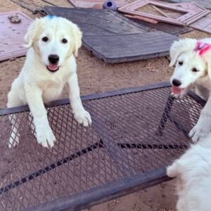 Sevro & Circe Litter 7/24
