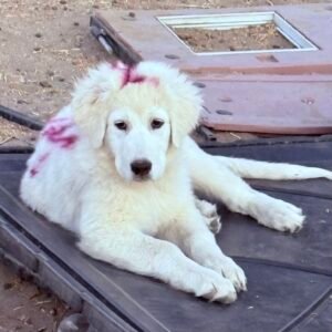 Sevro & Circe Litter 7/24