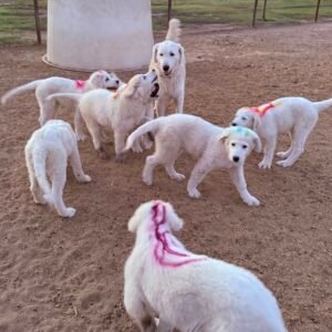 Sevro & Circe Litter 7/24