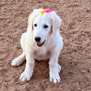 Sevro & Circe Litter 7/24