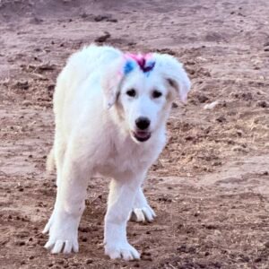 Sevro & Circe Litter 7/24