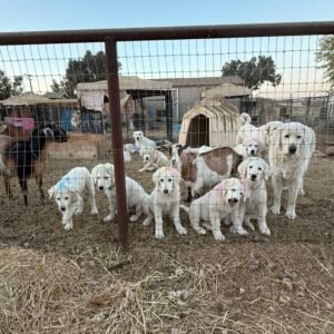2872791983 Inside Our Maremma Puppy Program