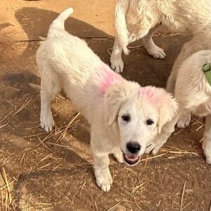 Sevro & Circe Litter 7/24