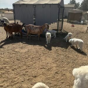 3392819706 Inside Our Maremma Puppy Program
