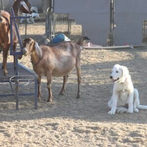 833014014 Inside Our Maremma Puppy Program