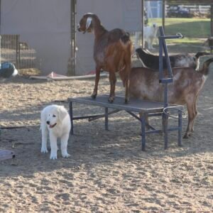 3189335245 Inside Our Maremma Puppy Program