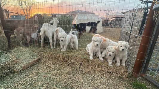 3272592274 Inside Our Maremma Puppy Program