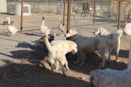 3542237732 Inside Our Maremma Puppy Program