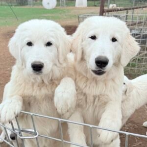 Pax & Marcella Litter 6/24