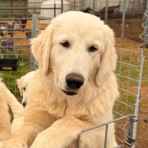 Pax & Marcella Litter 6/24