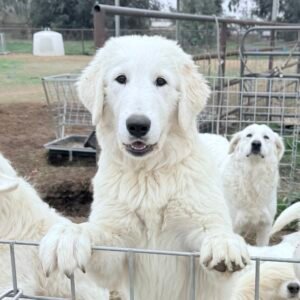 Pax & Marcella Litter 6/24
