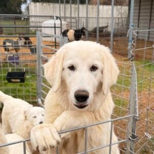 Pax & Marcella Litter 6/24