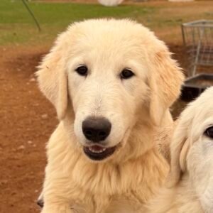 Pax & Marcella Litter 6/24