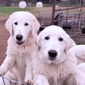 Pax & Marcella Litter 6/24