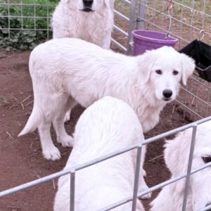Sevro & Circe Litter 7/24