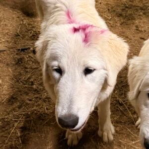 Pax & Marcella Litter 6/24