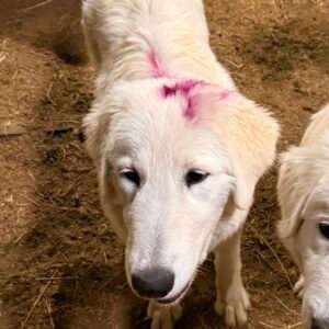 Pax & Marcella Litter 6/24