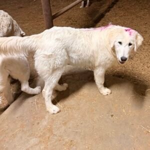 Pax & Marcella Litter 6/24