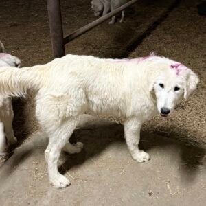 Pax & Marcella Litter 6/24