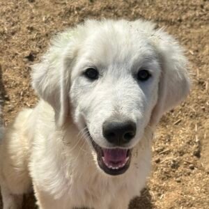 Pax & Marcella Litter 6/24