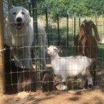 4018115760 Success Stories: Prancing Pony Maremmas Thriving Across North America