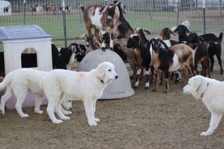 768033013 Inside Our Maremma Puppy Program