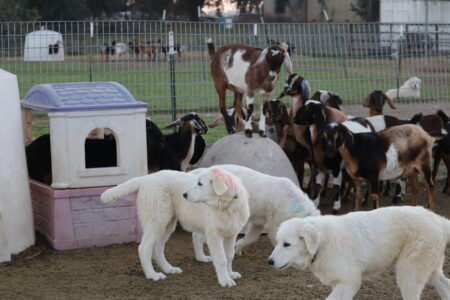 3620674300 Inside Our Maremma Puppy Program