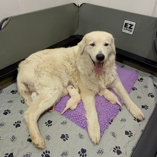 810473631 Gianna: Retired Maremma Female for a Quiet Chicken Farm