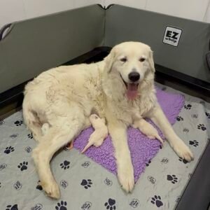 89177470 Inside Our Maremma Puppy Program