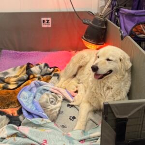 4123202075 Inside Our Maremma Puppy Program