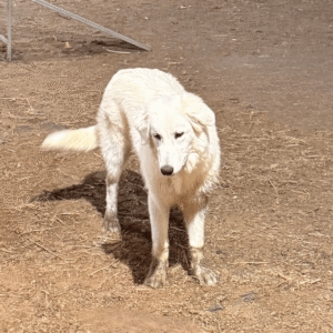 Sevro & Circe Litter 7/24
