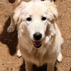 Sevro & Circe Litter 7/24
