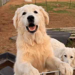 Sevro & Circe Litter 7/24