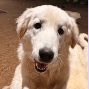 Sevro & Circe Litter 7/24