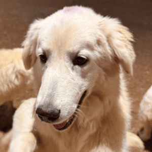 Sevro & Circe Litter 7/24