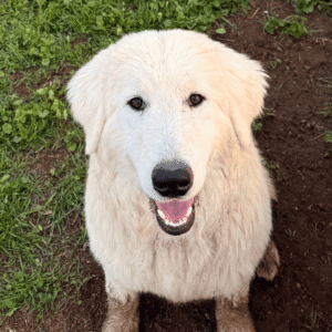 Pax & Marcella Litter 6/24