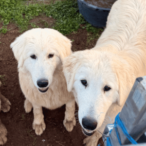 Pax & Marcella Litter 6/24