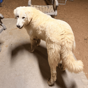 Pax & Marcella Litter 6/24